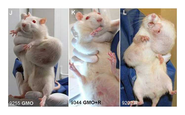 aties-Organics-Whole-Plant-Foods-GMO’s-Cause-Tumors-in-Lab-Rats